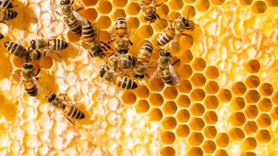bees on honeycomb